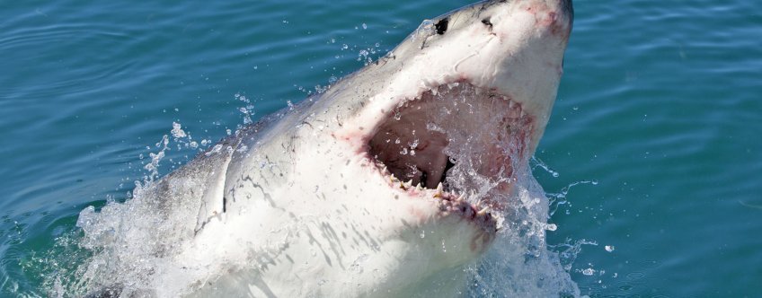 ZA, Hermanus, Shark Diving(3).jpg