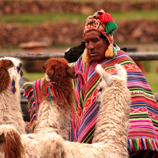 Peruaan met z'n lama's