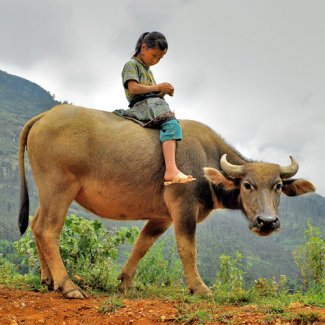 Meisje op waterbuffel in Vietnam
