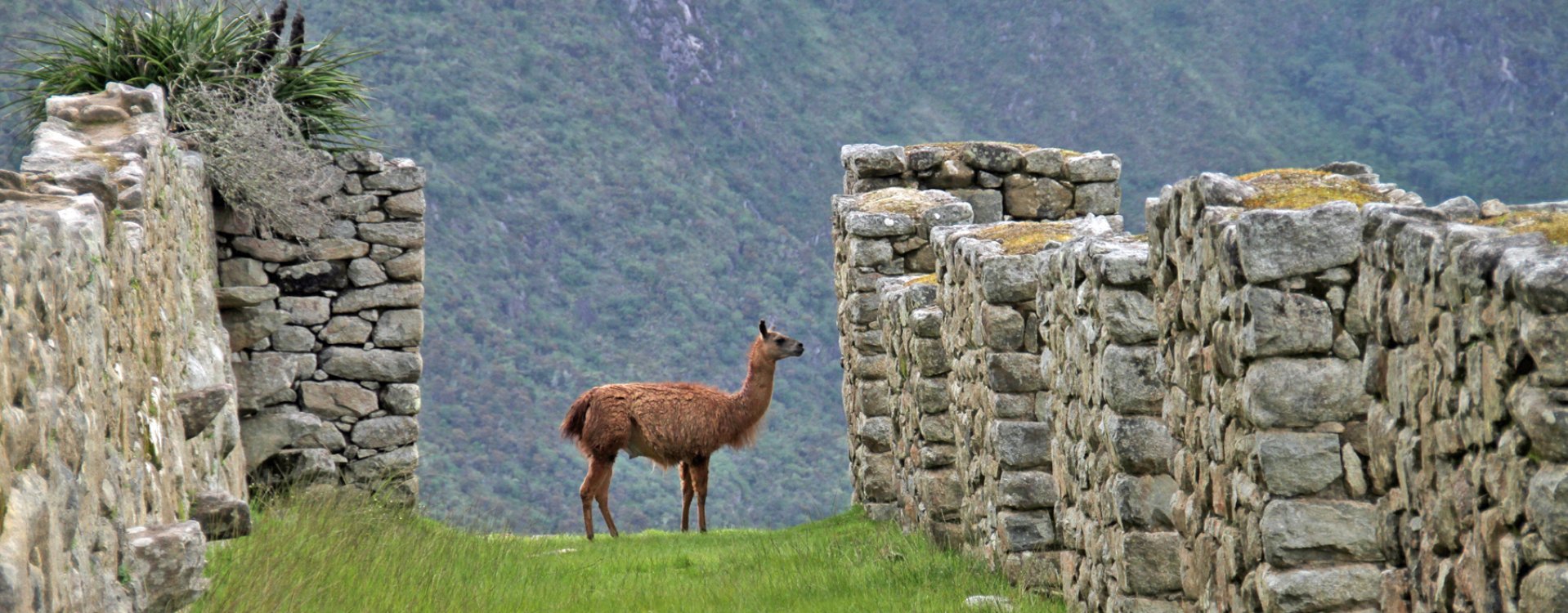 Condor, Colca Canyon
