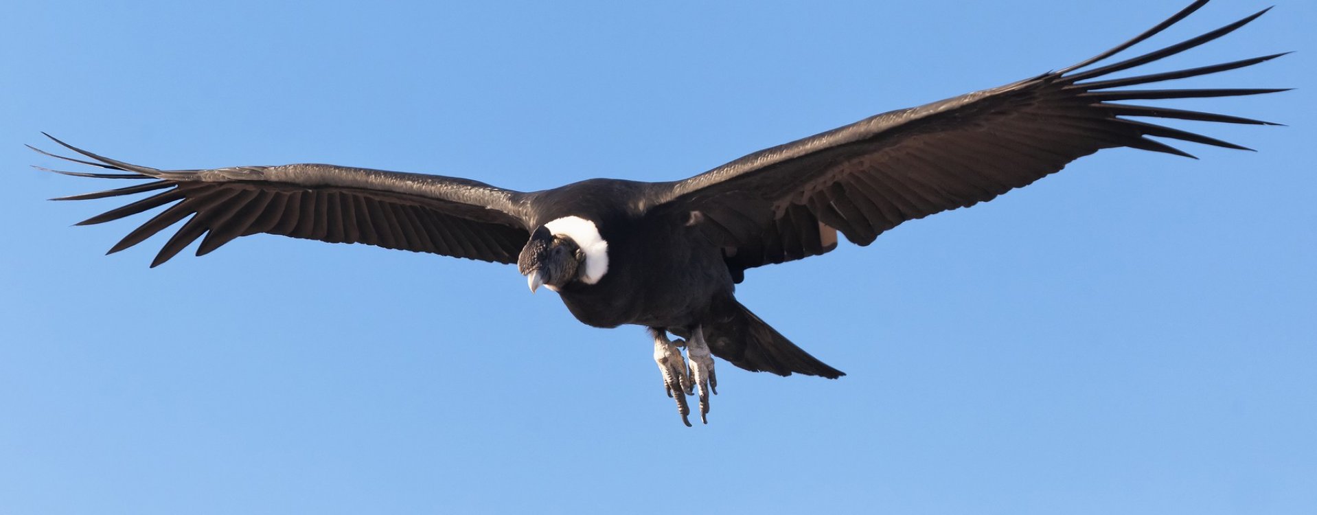 Condor, Colca Canyon