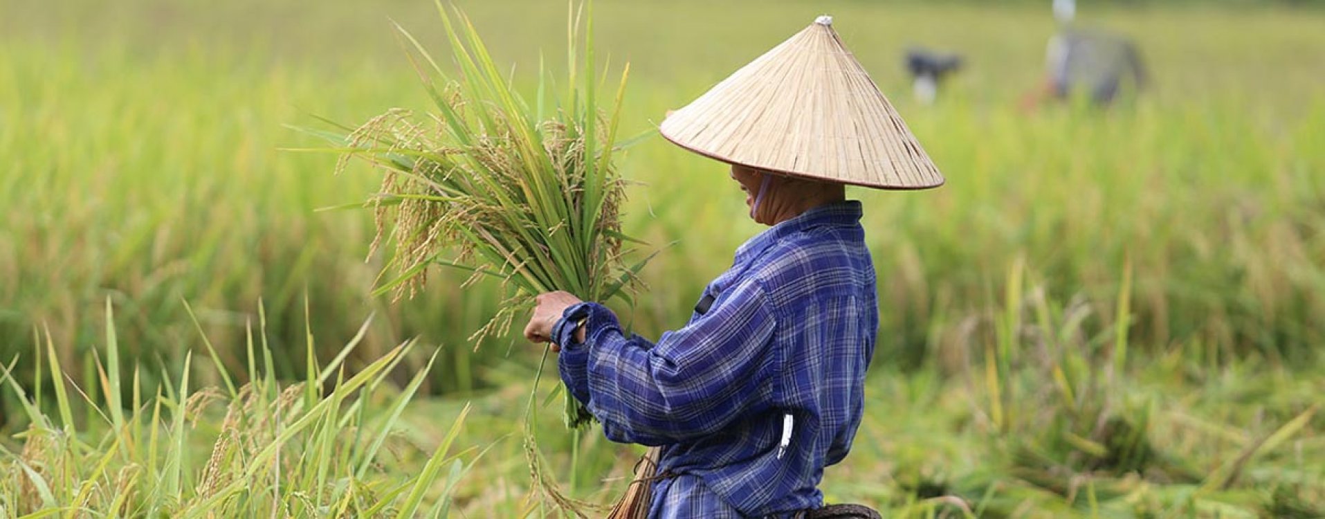 Vallei van Mai Chau