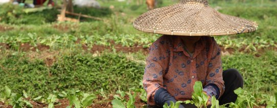 id, algemeen, vegetable field workers.jpg