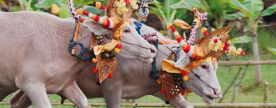 id, algemeen, bulls decorated by ceremonial barong mask.jpg
