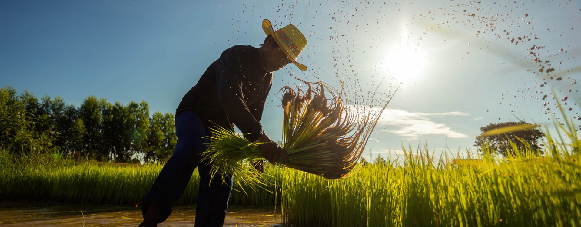 Orang-oetans, Bukit Lawang, Sumatra