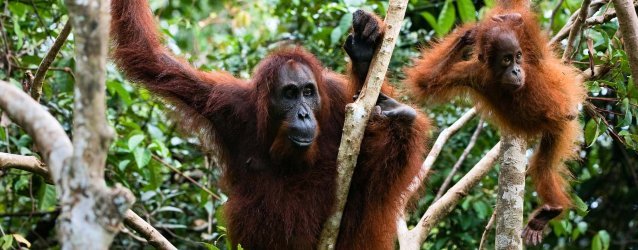 Orang-oetans, Bukit Lawang