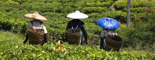 id, algemeen, tea pickers (3).jpg