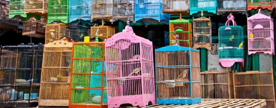 id, algemeen, birds in the cage.jpg