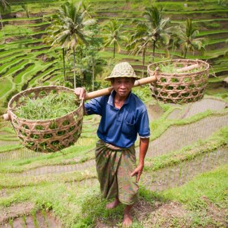 Een rijstboer op Bali