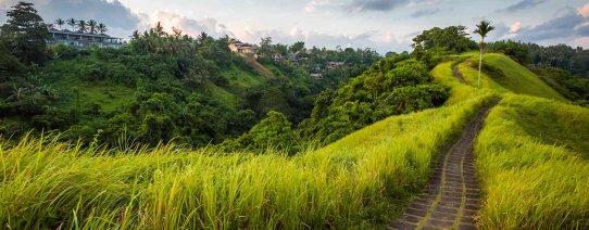Rijstvelden rondom Ubud