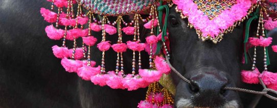 id, bali, algemeen, festival (2).jpg