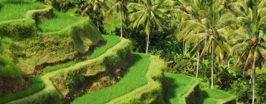 id, bali, terrace rice fields in tegallalang (3).jpg