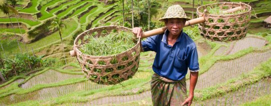 id, bali, algemene beelden, rice farmer 2.jpg