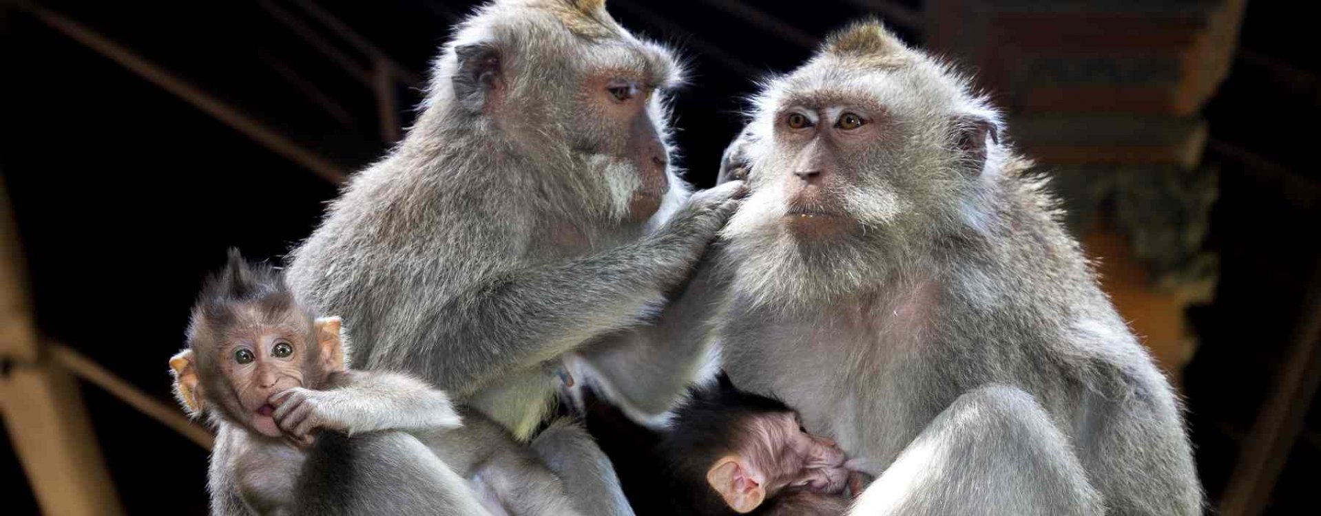 Hindoe tempel in Jogjakarta
