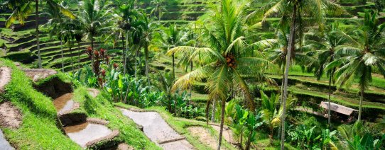 id, bali, algemeen, landschap (2).jpg