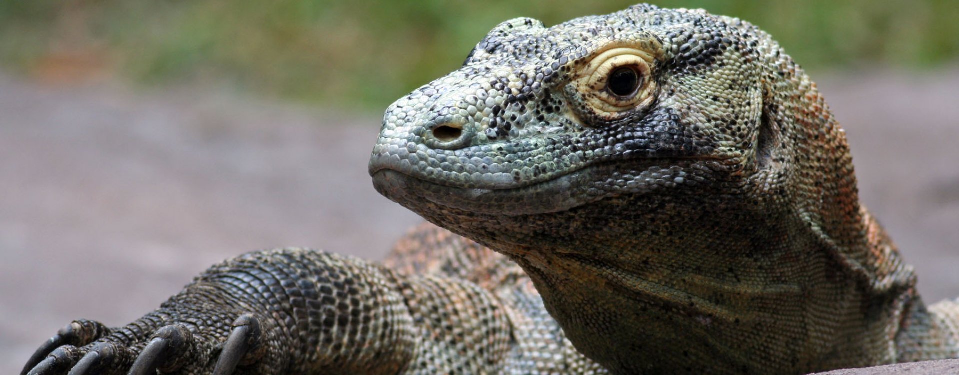 Komodovaraan, Komodo