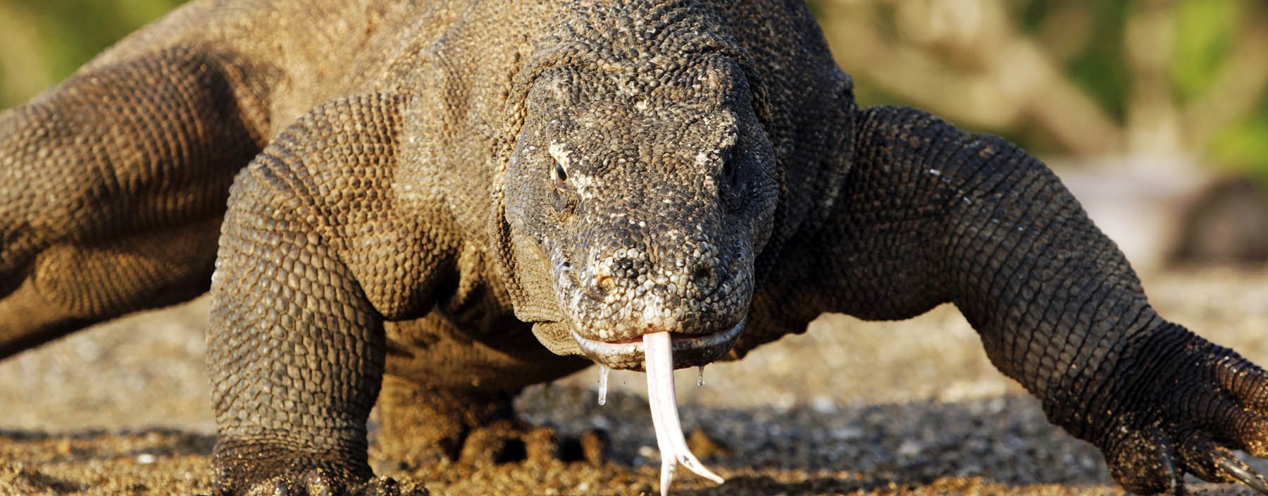 id, flores, komodo np, komodovaraan (1).jpg