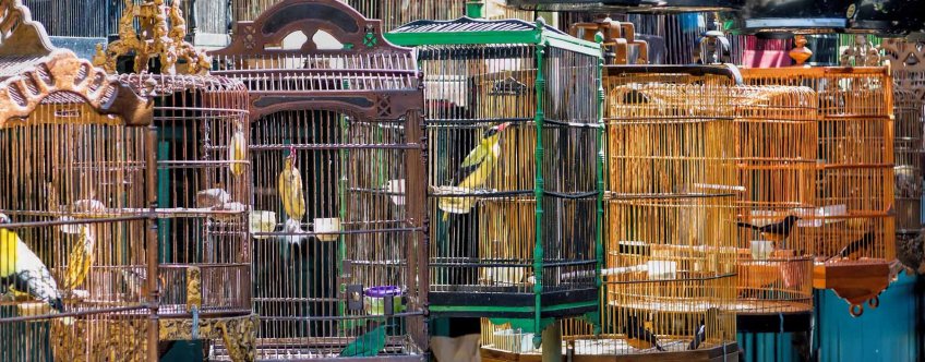 id, java, jogjakarta bird market.jpg