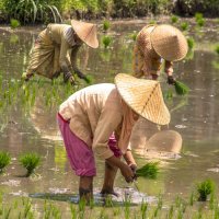 Rijstplanten op Lombok