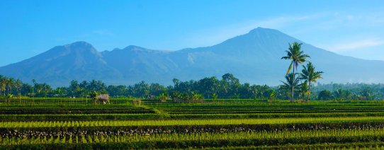 id, lombok, mount rinjani and rice fields.jpg