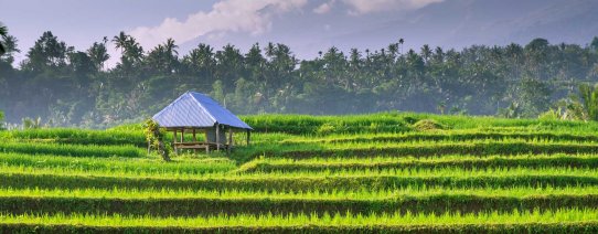 id, lombok, senaru, rice fields (2).jpg