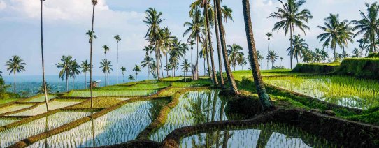id, lombok, rijstvelden bij senaru en rinjani.jpg
