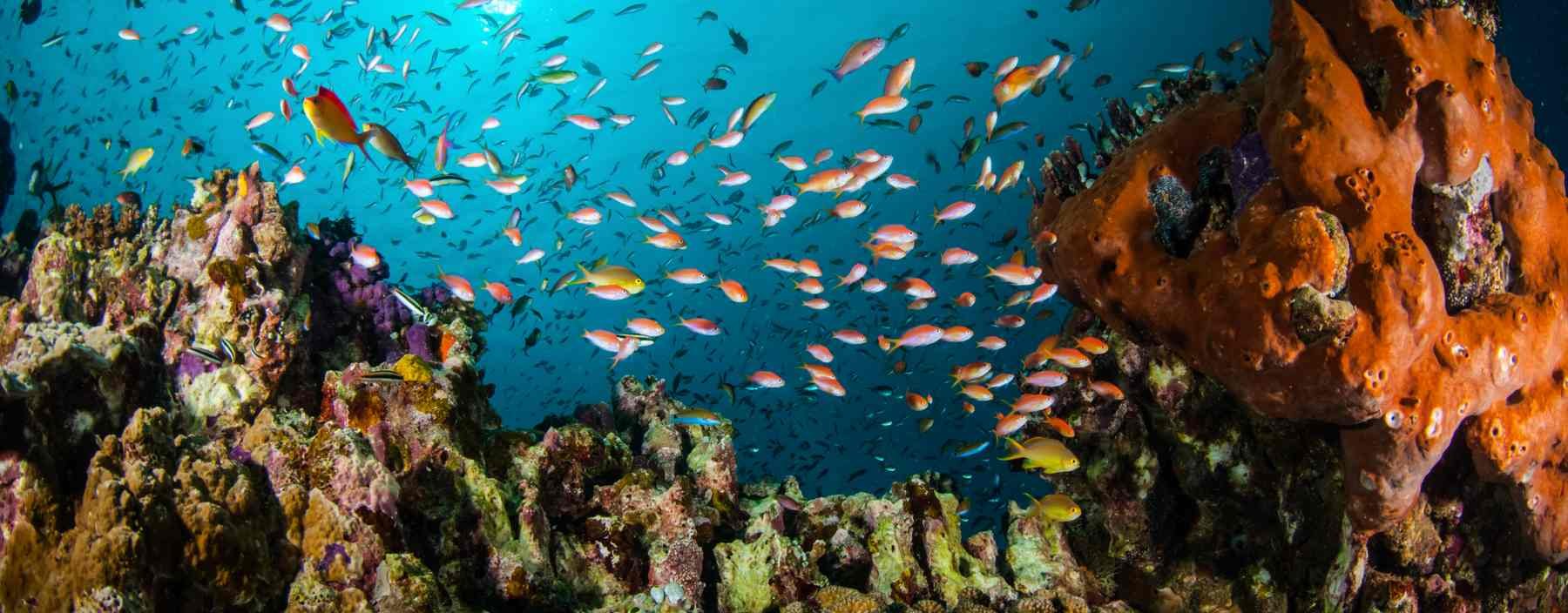 id, gili eilanden, the coral reefs in gili (1).jpg