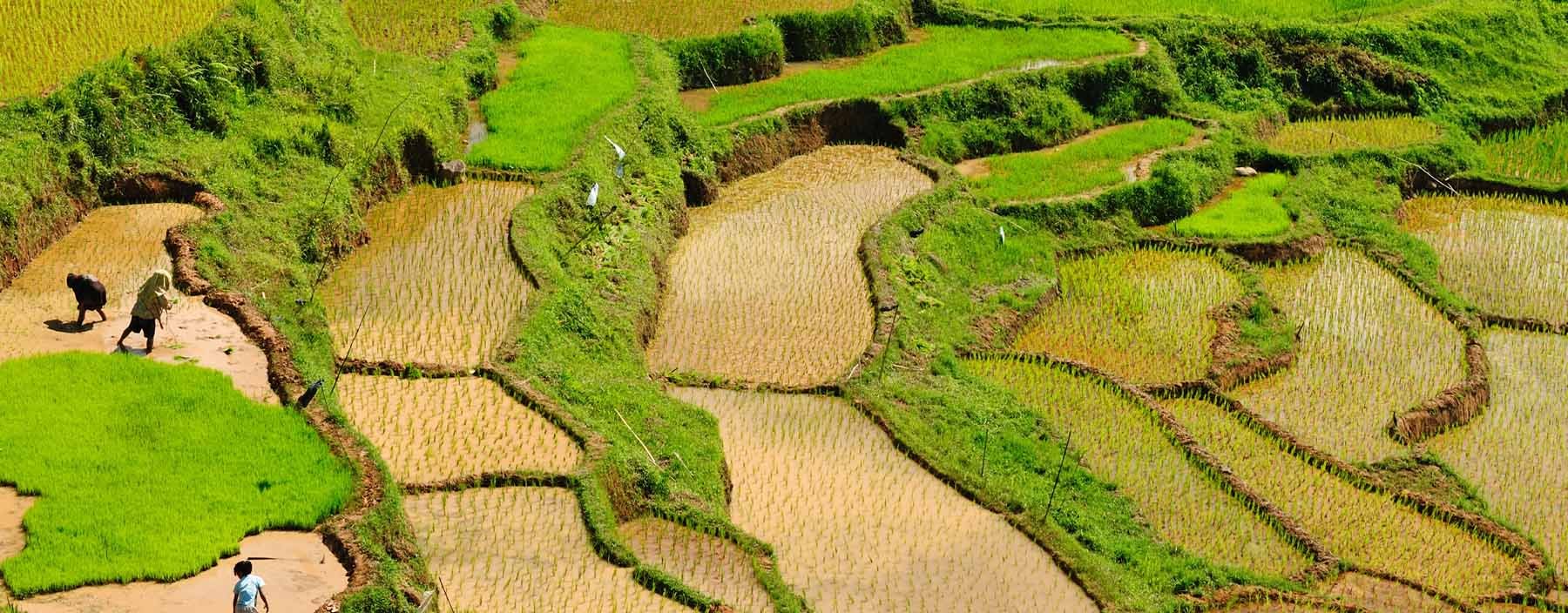id, sulawesi, green rice terraces in tana toraja.jpg