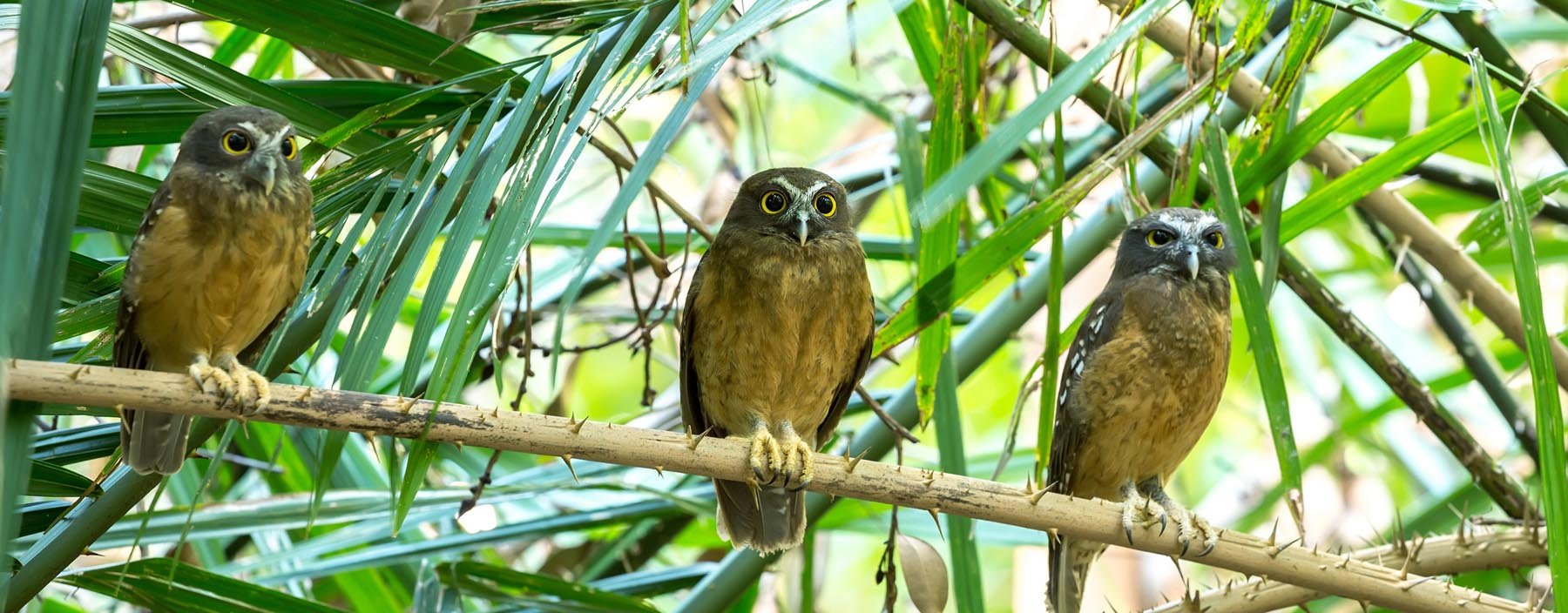 Indonesië, Sulawesi