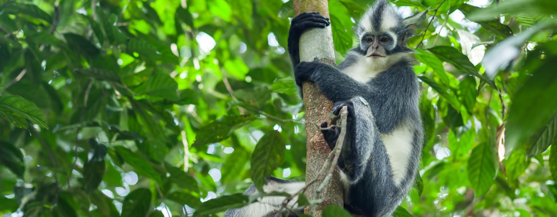 Orang-oetans, Bukit Lawang