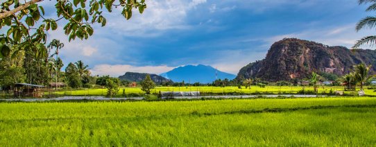 id, sumatra, algemeen, rice fields.jpg