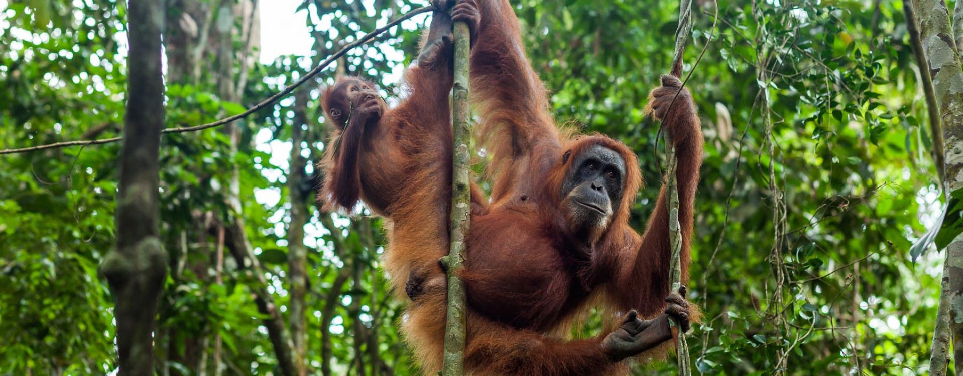 Orang-oetans, Sumatra