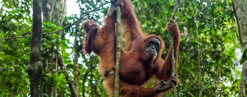 id, sumatra, bukit lawang, orang utan.jpg