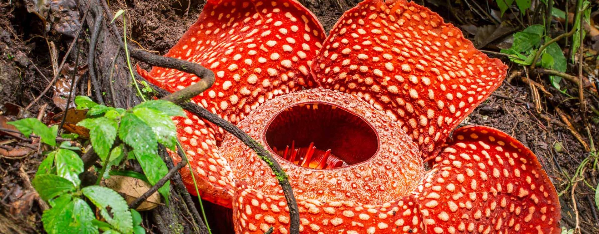 Rafflesia bloem, Sumatra