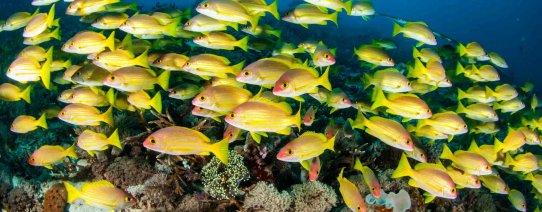 Onderwaterwereld Gili's