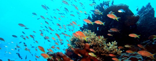 id, flores, komodo np, coral reef.jpg