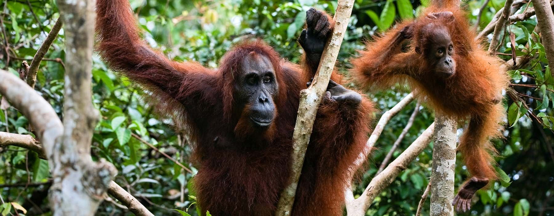 id, algemeen, orangutan (2).jpg