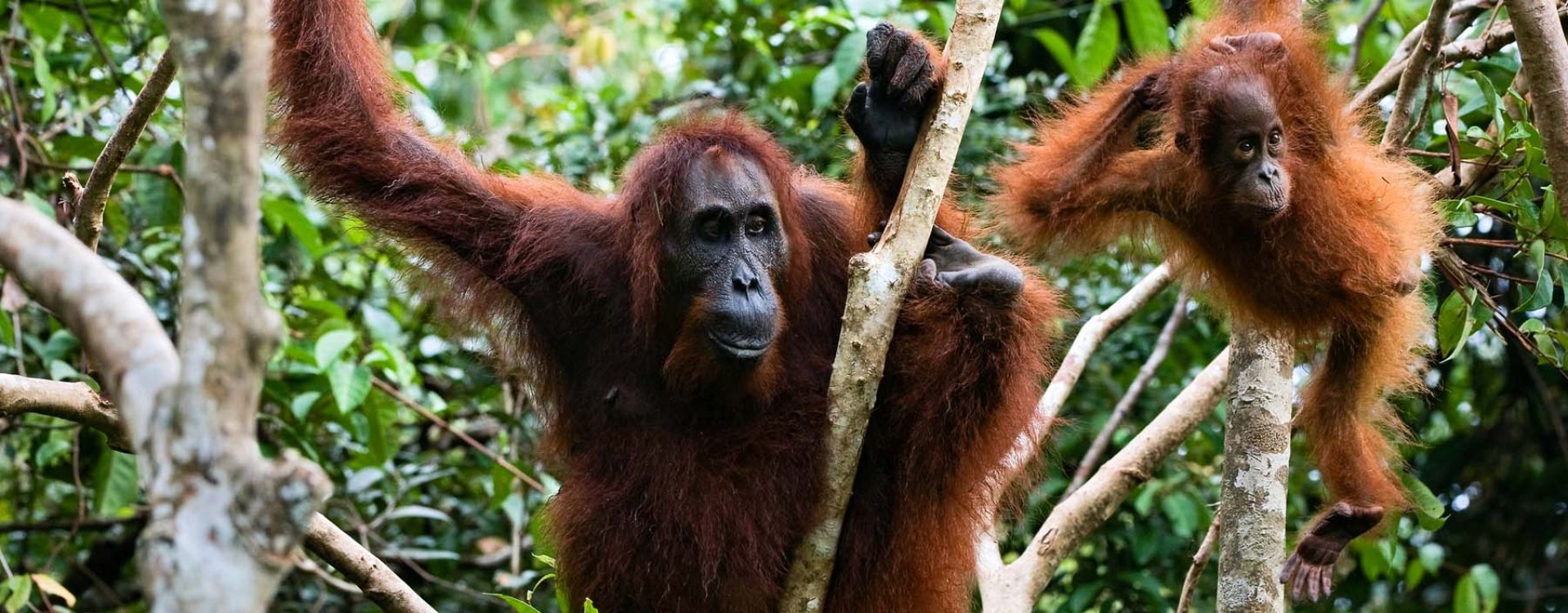 Orang-oetans, Bukit Lawang, Sumatra