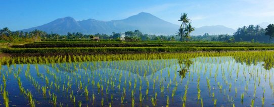 id, bali, algemeen, rijstvelden (2).jpg