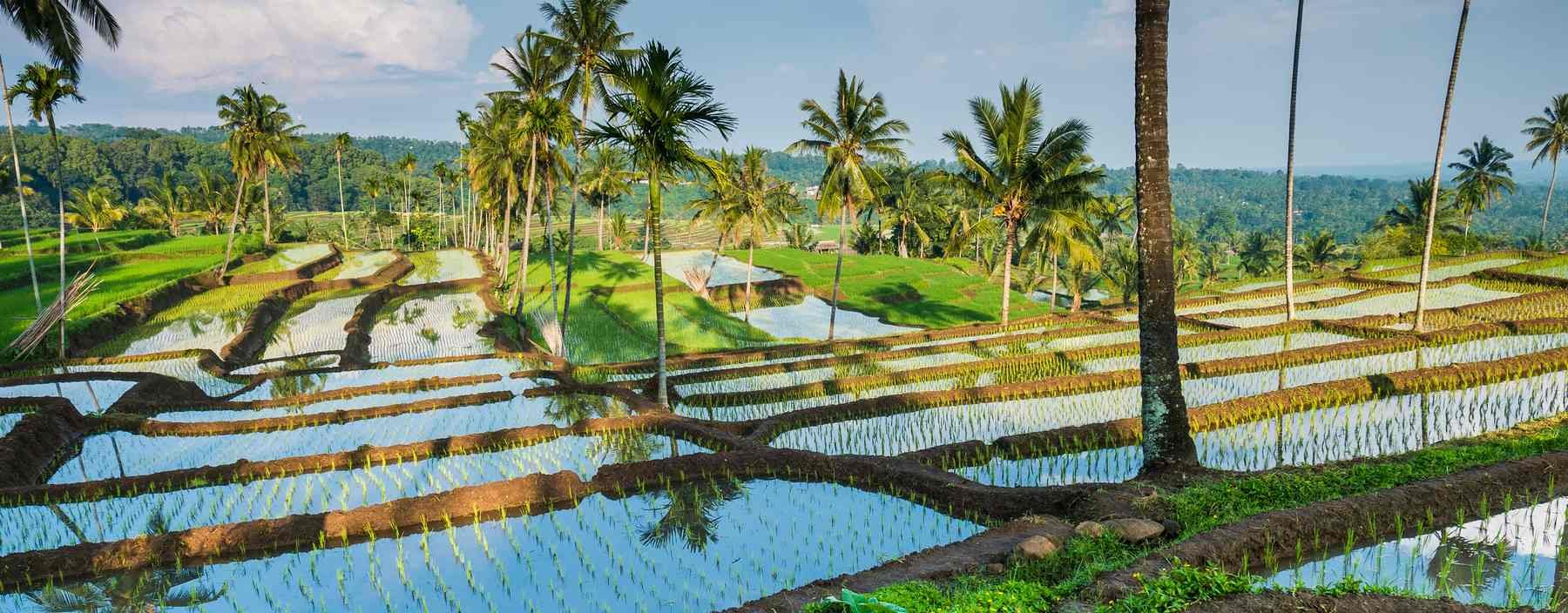 id, bali, algemeen, rijstvelden (1).jpg