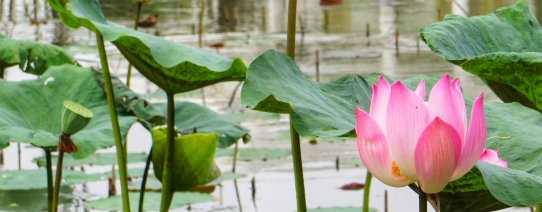 id, java, lotus garden in bogor.jpg