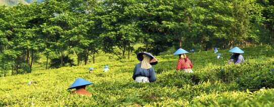 id, java, tea plantation.jpg