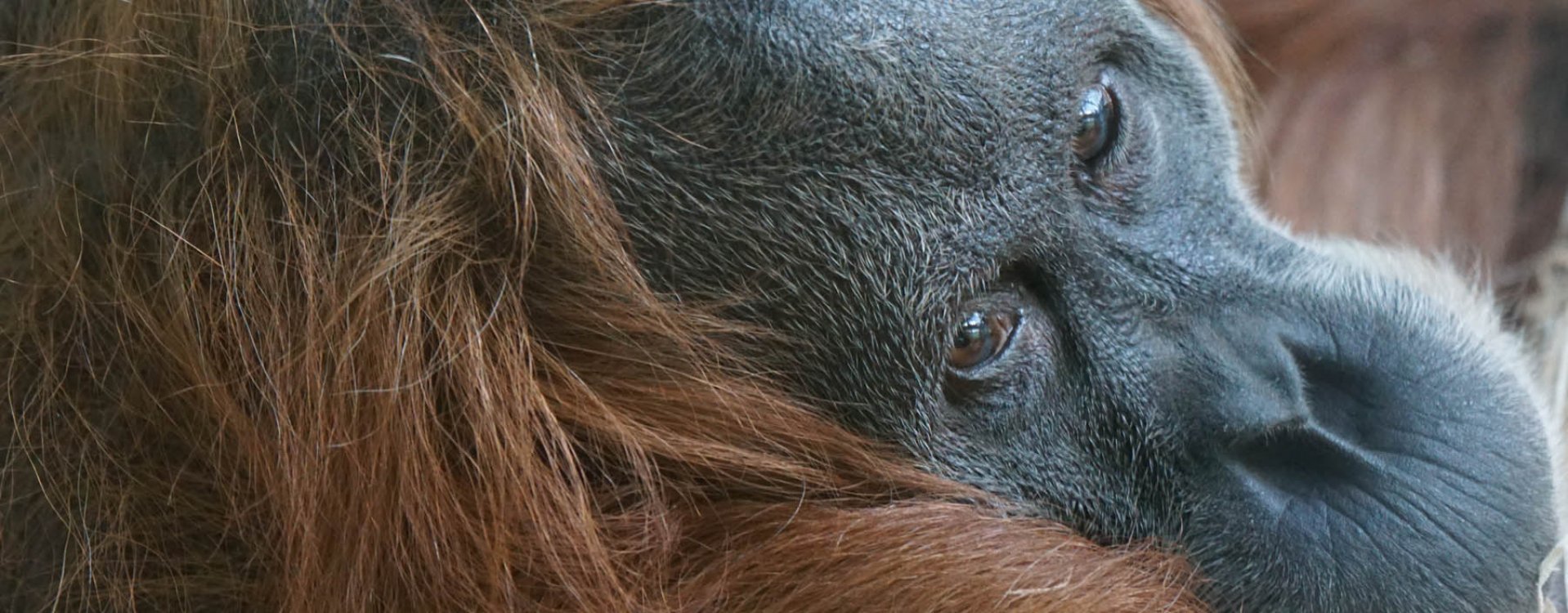 Orang-oetans, Bukit Lawang