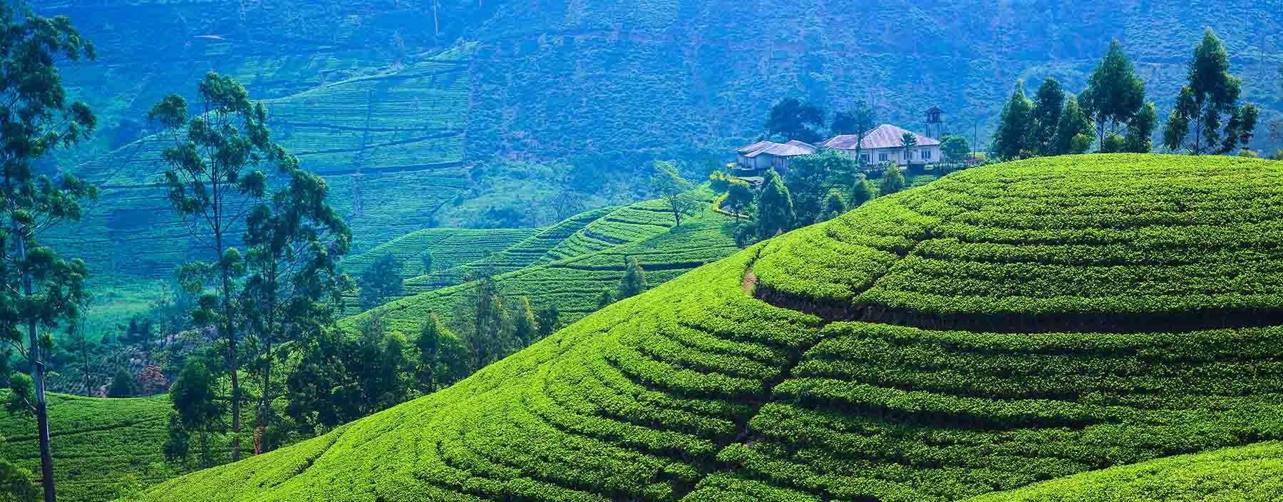 sri lanka, nuwara eliya, theeplantages (1).jpg