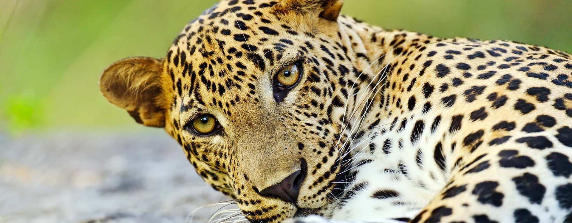 Ruïnes van Polonnaruwa