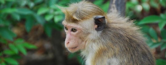 Dambulla