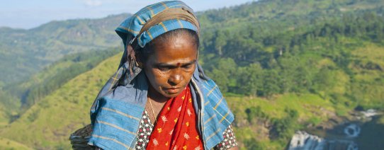 sri lanka, algemeen, tea picker (2).jpg
