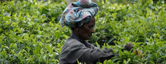 sri lanka, algemeen, tea picker (4).jpg