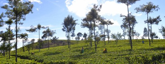 sri lanka, omgeving lipton seat (14).jpg