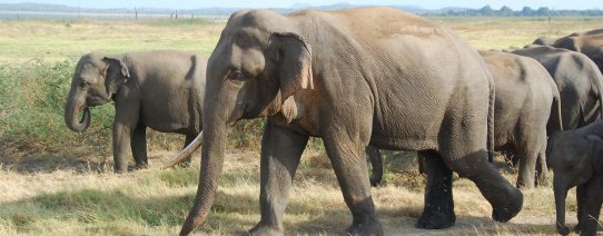 sri lanka, minneriya en kaudulla np (85).jpg